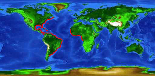 info_distribution_tarpon